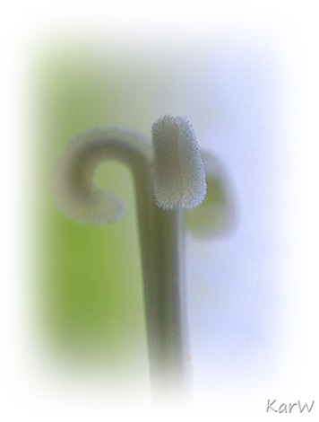 macro amaryllis