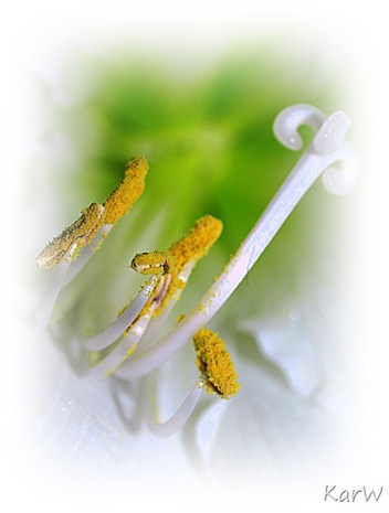 vit amaryllis macro