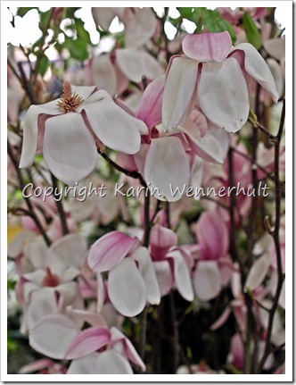 Magnolianäsdukar