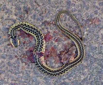 RoadSnake2.JPG