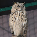 Turkoman Eagle Owl
