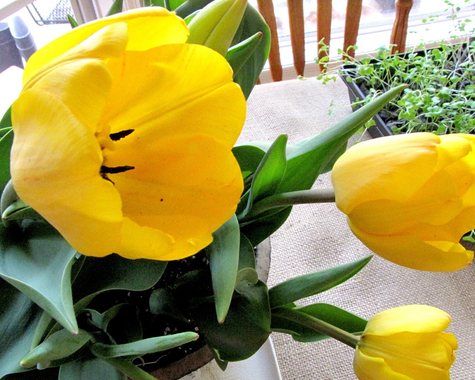 [tulips[5].jpg]
