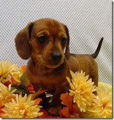 Chessie RD Male Mini Dachshund 6wkWeb1