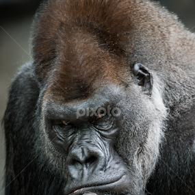 Western Lowland Gorilla II by Abeselom Zerit - Animals Other Mammals