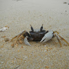 horn-eyed ghost Crab