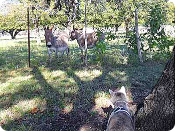 bella-and-donkeys