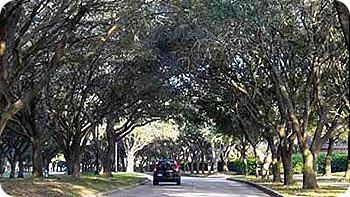 tree-road-2