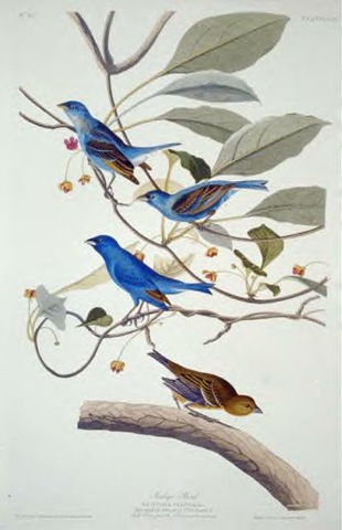 [Audubon birds[4].jpg]
