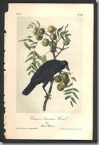 Audubon birds2