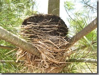 Nest in pine tree