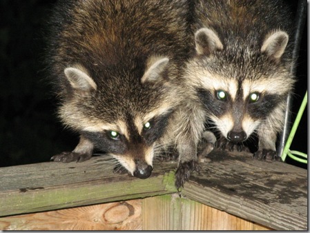 Raccoon babies2