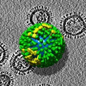 [Influenza virus2[4].jpg]