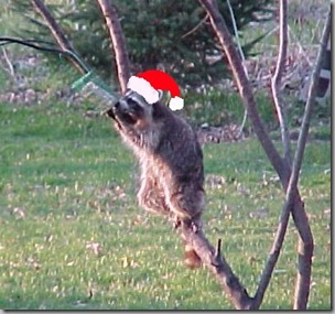 Santa Raccoon