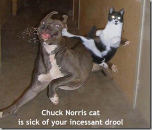 Chuck Norris cat