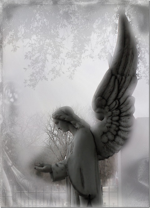 Angel Wings 3