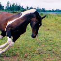 Spotted Saddle Horse