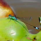 Marsh Bluetail