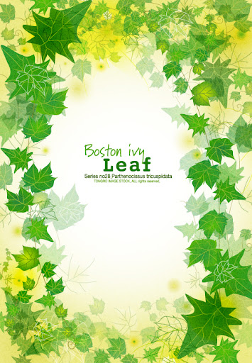 Boston.Ivy.Leaf-aiovector.com.jpg