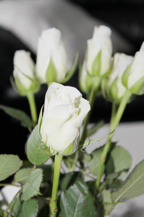 hvite roser6