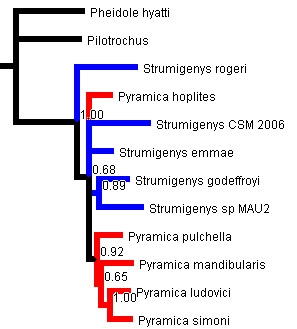 phylogeny1.jpg