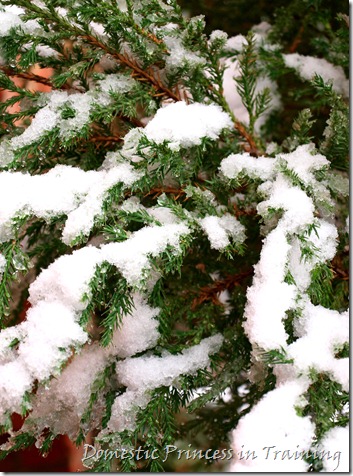 snow, vdaycards, primrose 2.10 066