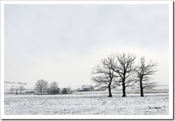 træer og sne