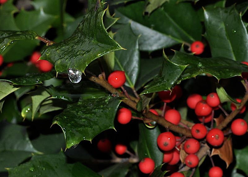holly berries and leaves with ice