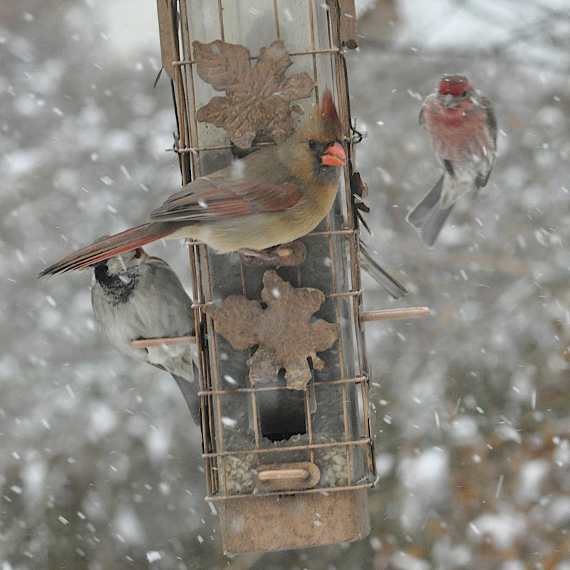 sparrow, female cardinal and house finch
