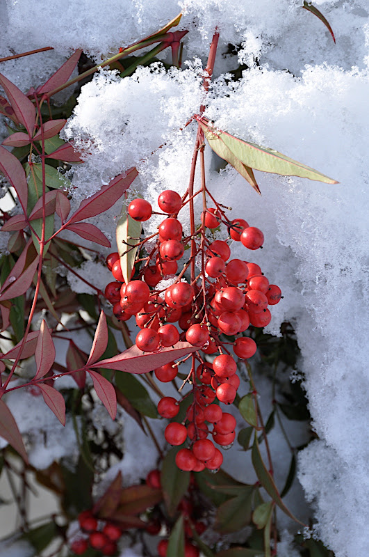 red berries in snow and ice