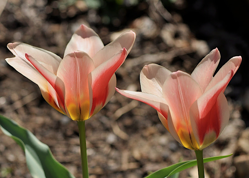 pale orange tulips