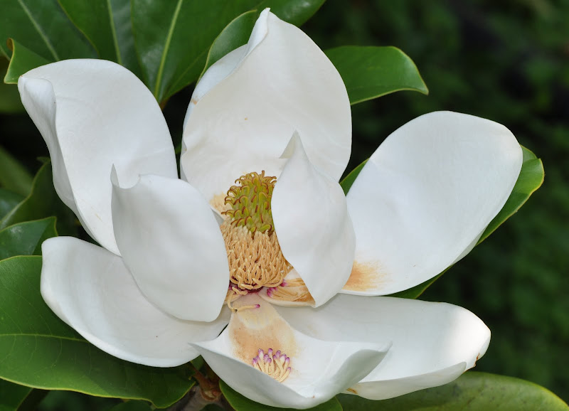 white magnolia blossom
