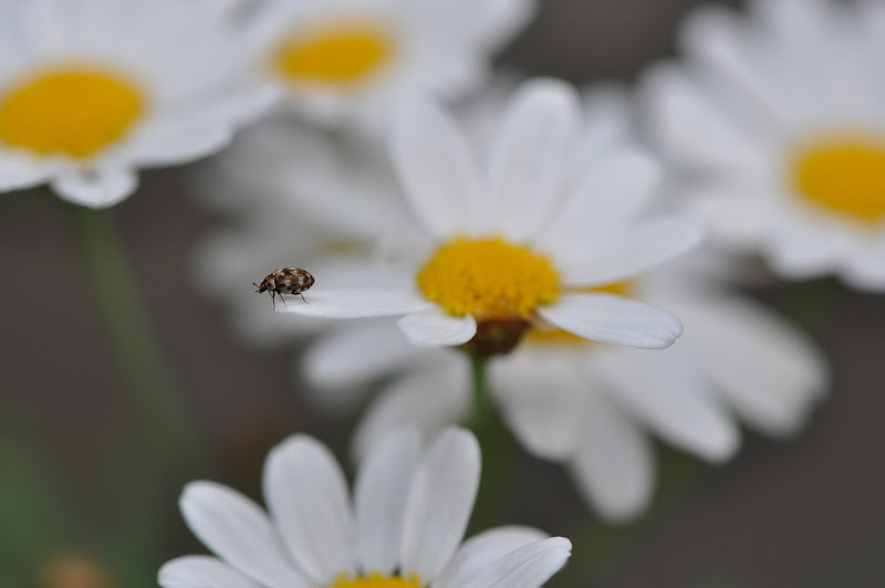 carpet beetle on daisy flower