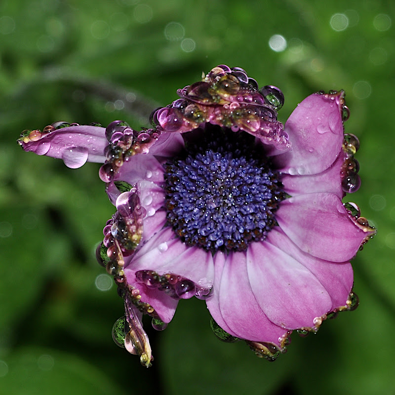 African Daisy blossom wet with raindrops