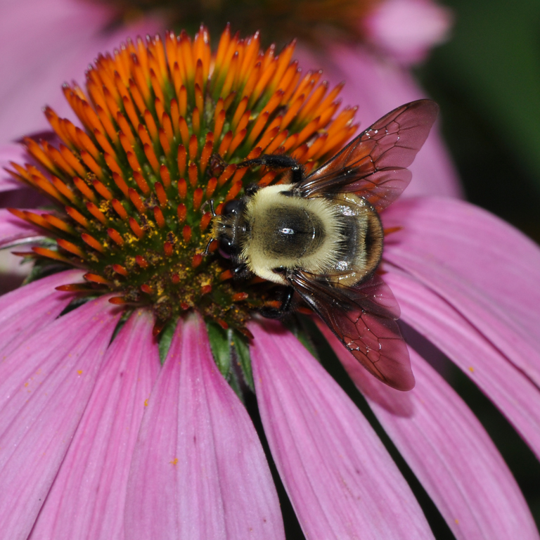 bumblebee in coneflower