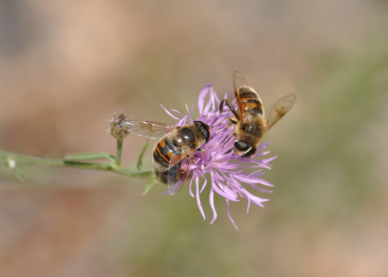 hoverflies on a wildflower