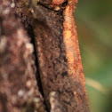 Blanford's rock agama