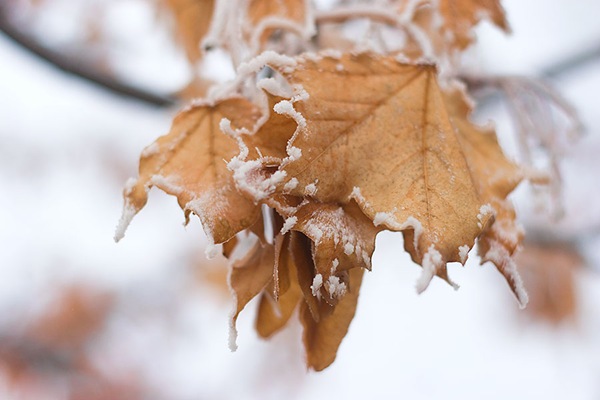 frosty-leaves
