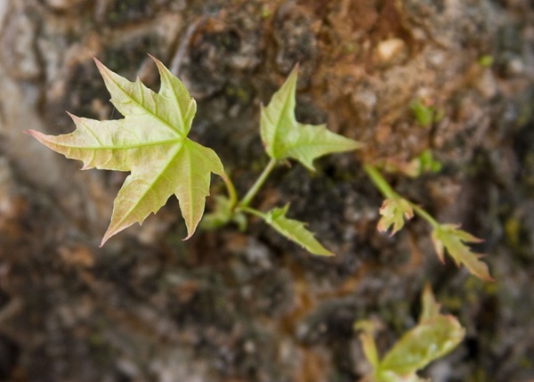 tiny-maple-leaves