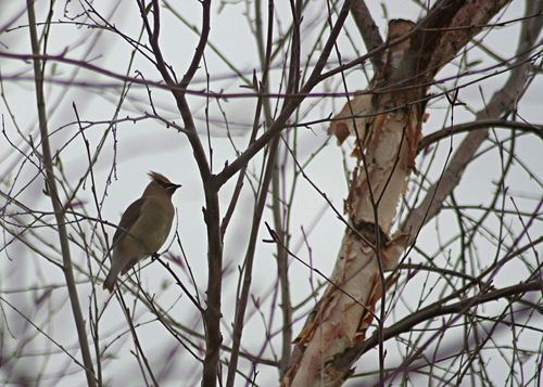 what kinda bird is this