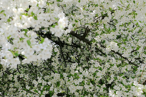 Fabulous white flower tree for wallpaper