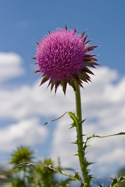 Thankful-thistle