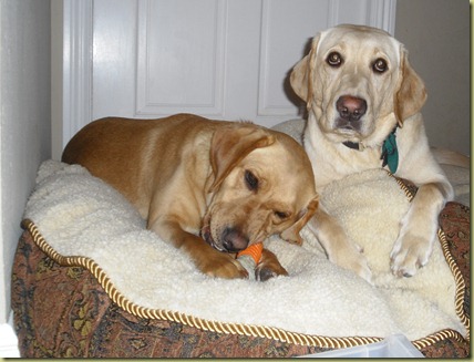 Wendy and Reyna laying on a dog bed together.  Reyna is laying there with an angelic look on her face.  Wendy is very intently chewing a bone.