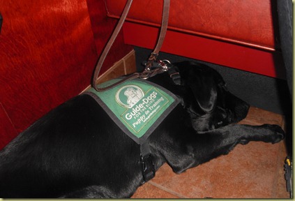 Sheba sound asleep underneath the table at Red Robin.