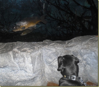 Sheba watching the fish as they swim by in the glass wall tank.