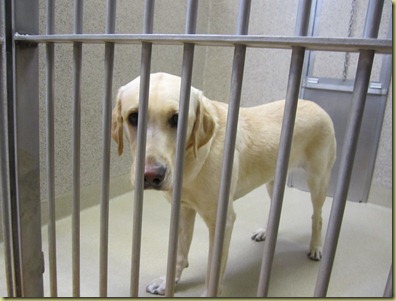 Reyna standing in the kennel at GDB with a sad look on her face.