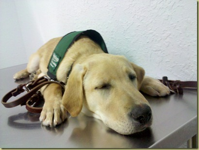 Vienna falls asleep on the exam table waiting for the vet.