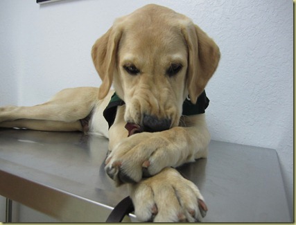 Perez on the exam table with his leash between his front paws as he chews on it.