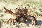 [crab2[3].jpg]