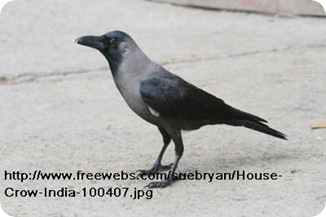 House-Crow-India-100407