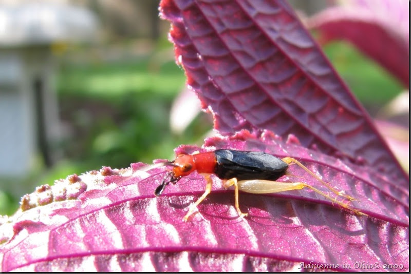 red-headed bush cricket